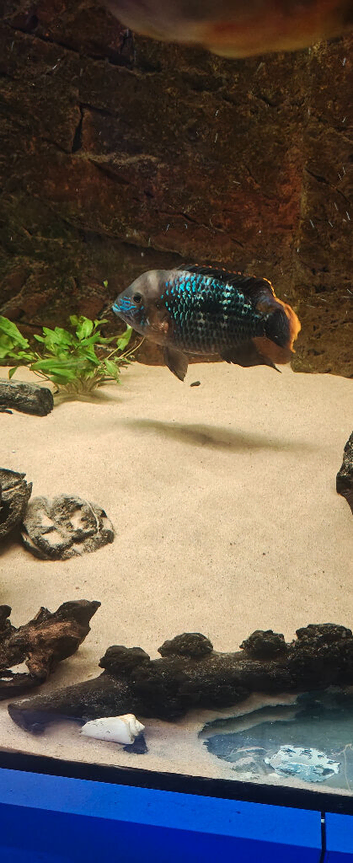 Green terror cichlid male