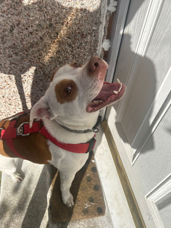 Male dogs for sale