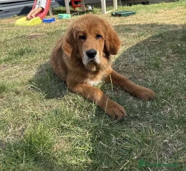 Tibetan mastiff puppy