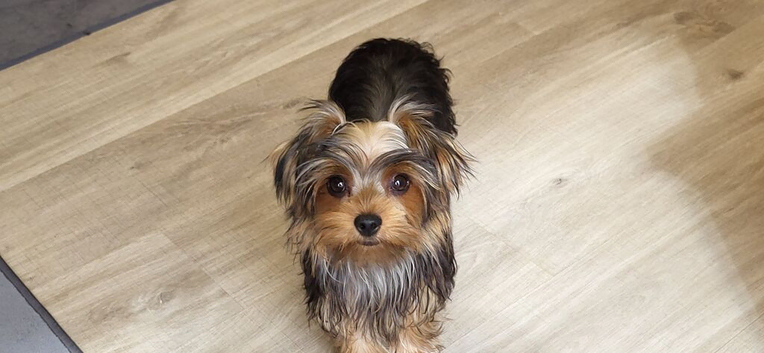 Yorkshire Terrier puppies available from Licensed Breeder.