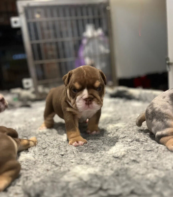 Beautiful chunky bulldogs puppies