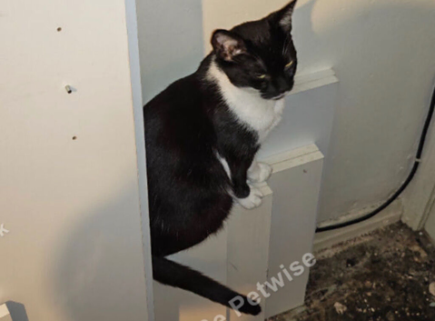 Domestic cat