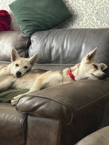 White Swiss shepherd cross Low content wolf dog puppies