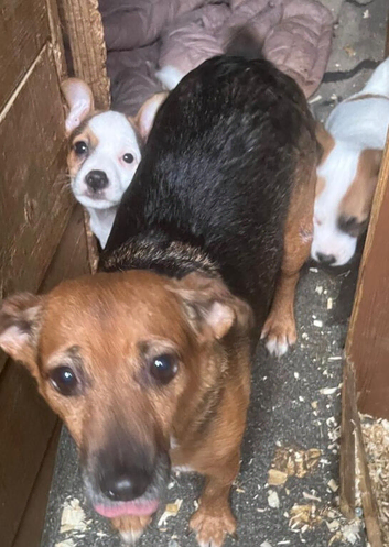 Jack Russell puppy's