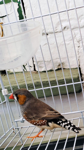 Male zebra finch