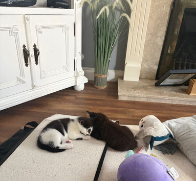 Ready to leave August kittens
