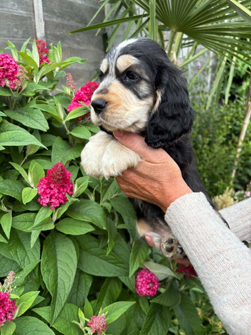Beautiful  cocker spaniel