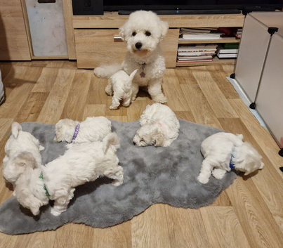 Champion Bloodline Ready 10th June Bichon Frise