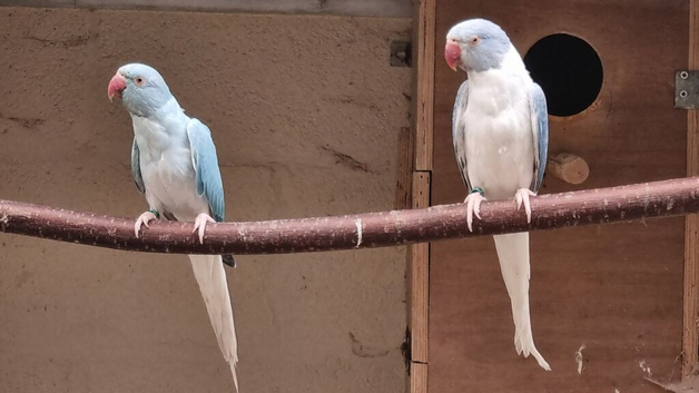 MUTATION RINGNECKS