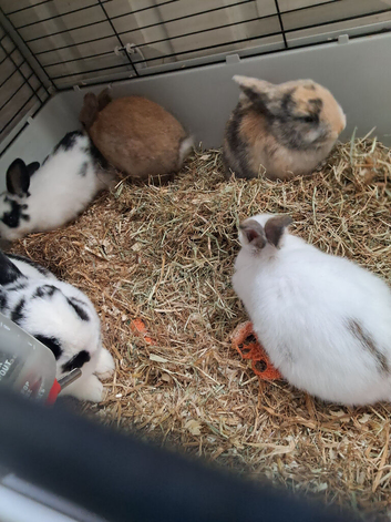 Baby bunnys