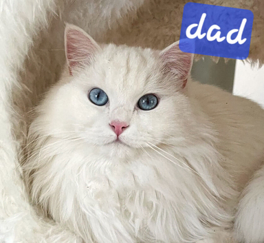 Beautifully Ragdoll babies