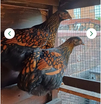 X2 gold wyandotte hens