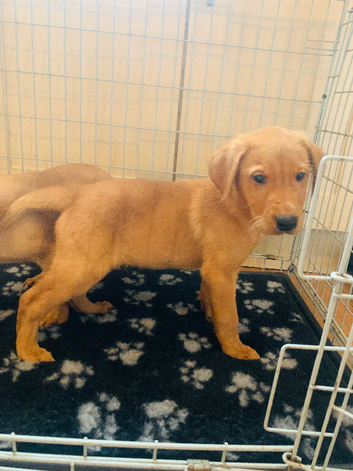 Beautiful Litter Of Labrador Puppies Ready To Leave