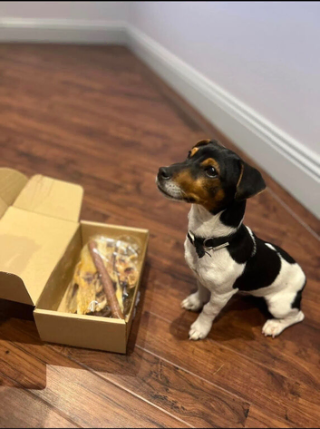 Speckled Oak Traditional Miniature Jack Russell Stud &ndash; Proven & DNA Health Tested