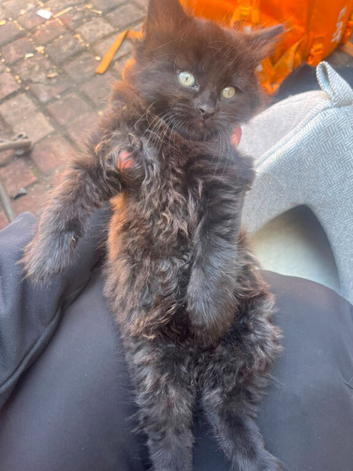 Kitten