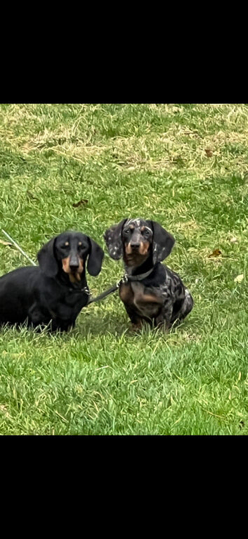 Dapple daschund female
