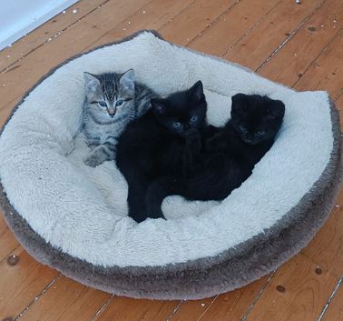 Kittens for rehoming