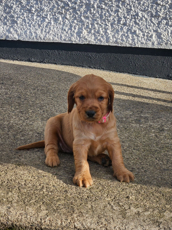 Cocker spaniel pups