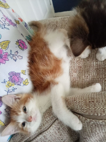 2 kittens available 1 male 1 female
