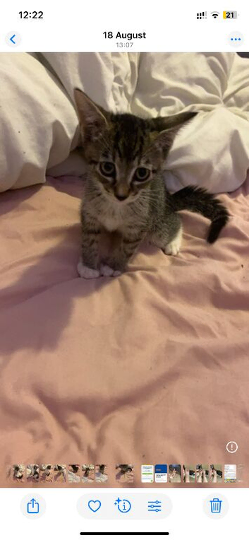 10 week old kittens looking for forever homes