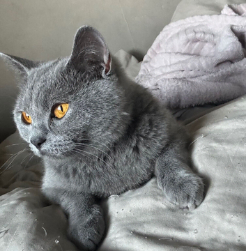 Bsh x ragdoll kittens