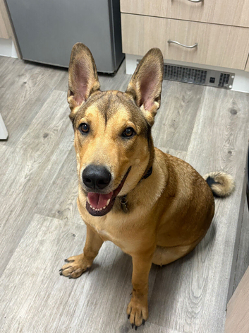 8 month old boy needing a home