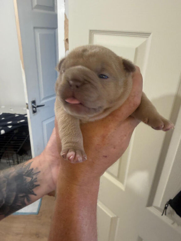 Old English bulldog x french bulldog