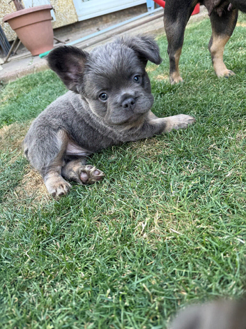 Fluffy French bulldog