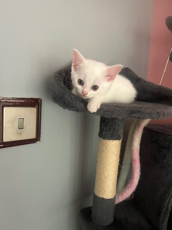 Turkish angora