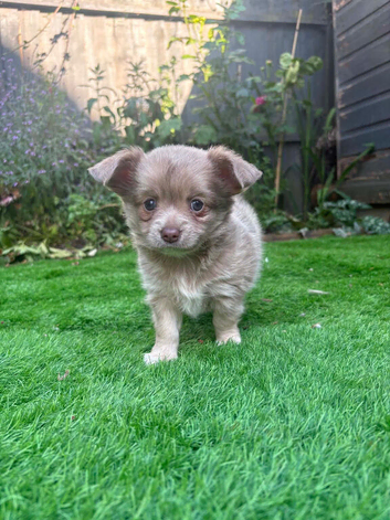 Ready 27/7 Stunning Chihuahua Puppy