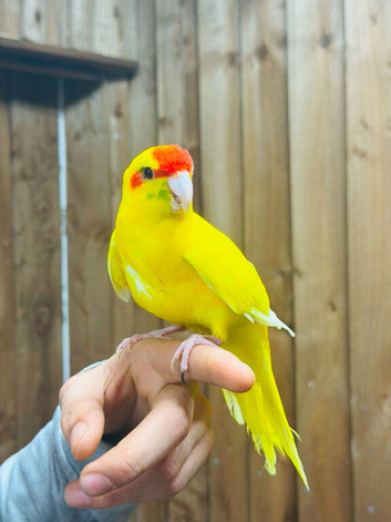 Kakarikis