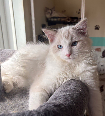 Ziggy is looking for a home
