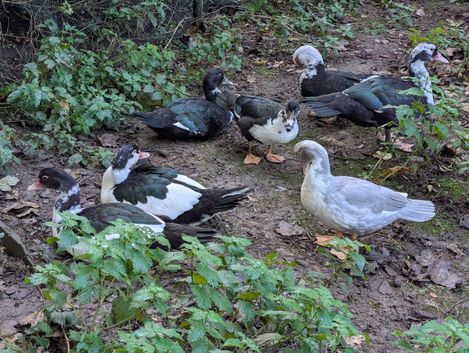 Muscovy Ducks 4months old