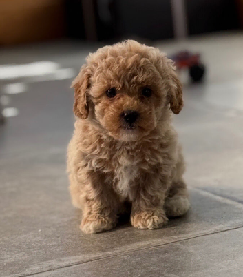 Beautiful Cavapoochon Pups