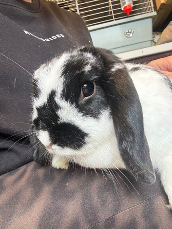 Mini Lop Doe