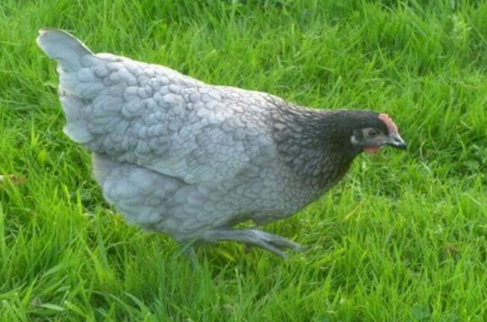 Pol hybrid hens