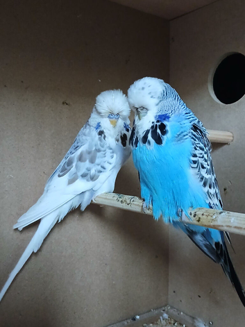 Some different age budgies and breeding boxes here