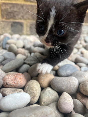 3 striking mixed breed kittens