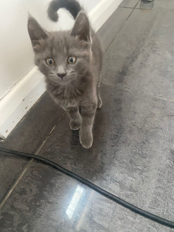 8 week old girl kitten for sale