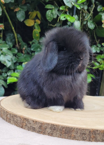 Mini lop bunnies