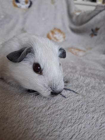 Baby Guinea Pigs