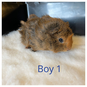 Baby guinea pigs for sale- beautiful colours, and condition.