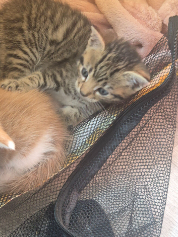 3 tabby kittens looking for their forever home