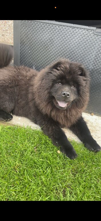 Female chow chow