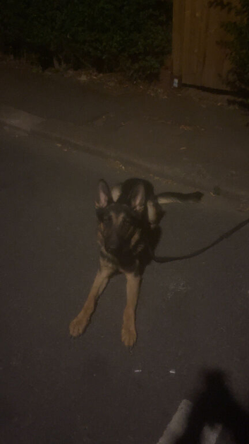 gsd male