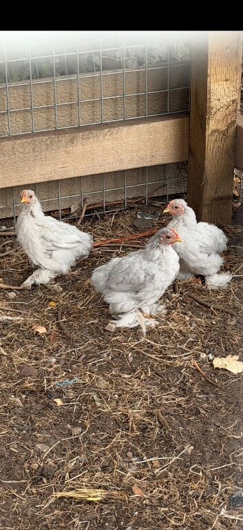 Lavender Pekin Bantam cockerels