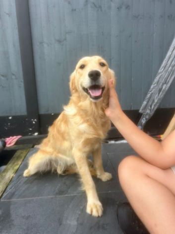 Golden retriever girl