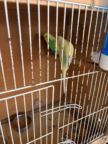 Rainbow budgies