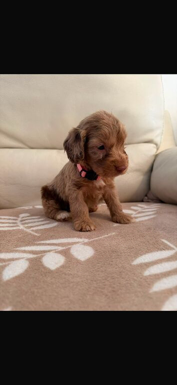 Beautiful cockapoo puppies