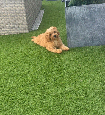 1 male F1 Cavapoos fully vaccinated
